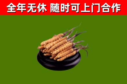 华容回收冬虫夏草