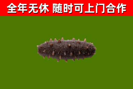 华容回收海参干